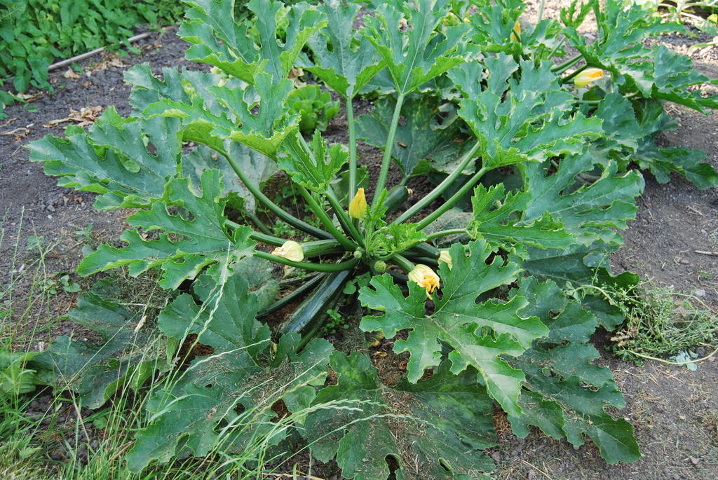 Bed&Brood De Straverdonk Graft Rom bilde